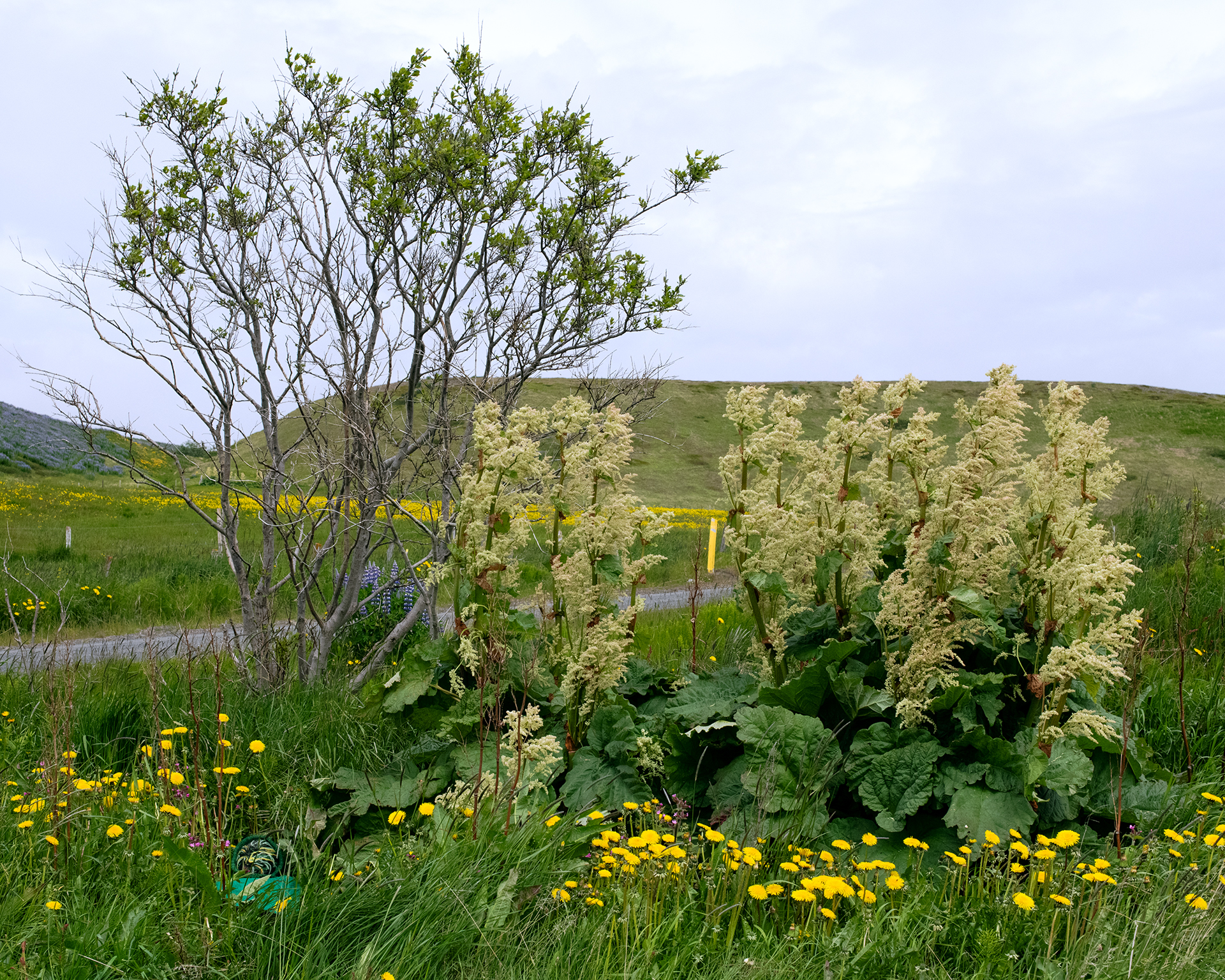 How to be No One, Dandelions 3, 2024